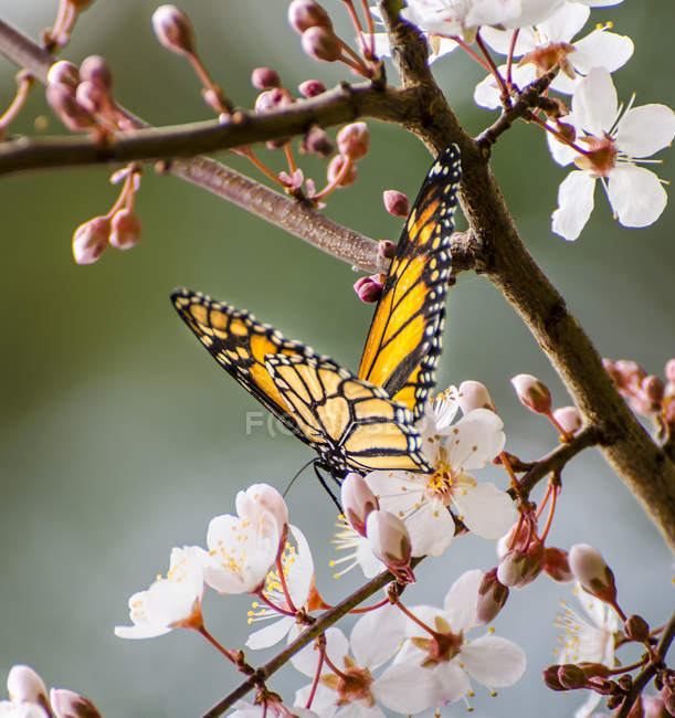 Papillon monarque en fleur sur fond flou — Photo de stock