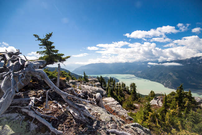 Verwitterter toter Baum auf alpiner Aussichtsplattform mit Blick auf howe sound, britische Columbia, Kanada — Stockfoto