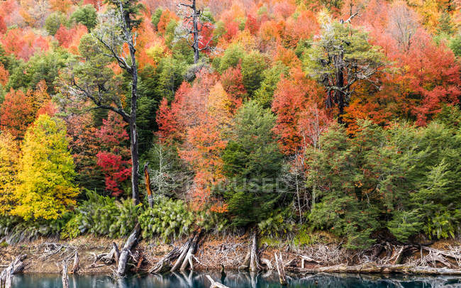 Alberi di araucaria nella laguna di Arcoiris, Parco nazionale del Conguillio, Cile — Foto stock