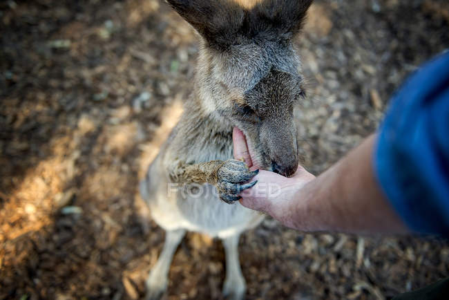 Mão masculina alimentando um canguru, Austrália — Fotografia de Stock