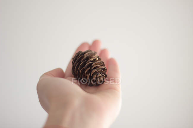 Imagen recortada de la mano femenina sosteniendo un cono de pino sobre fondo blanco - foto de stock