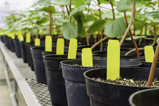 Closeup view of potted plants in greenhouse — Stock Photo