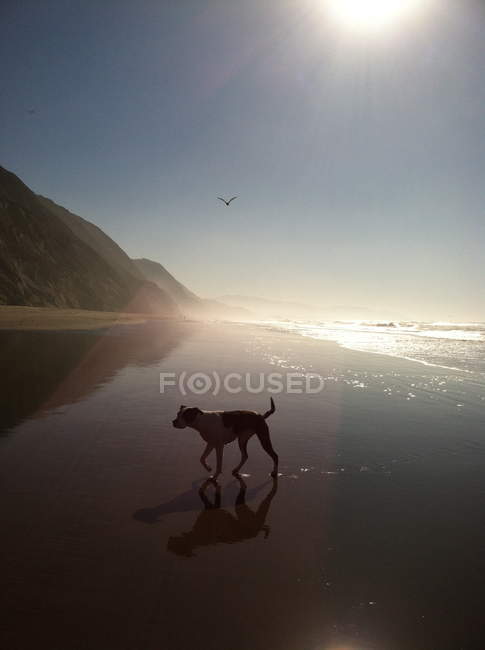 Vista panorâmica do cão na praia durante o nascer do sol — Fotografia de Stock