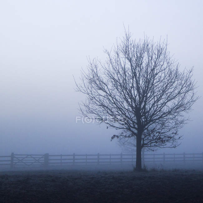 Beautiful scenic view of morning mist — Stock Photo
