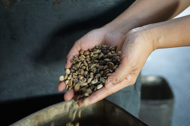 Cropped image of female hands holding raw coffee beans — Stock Photo