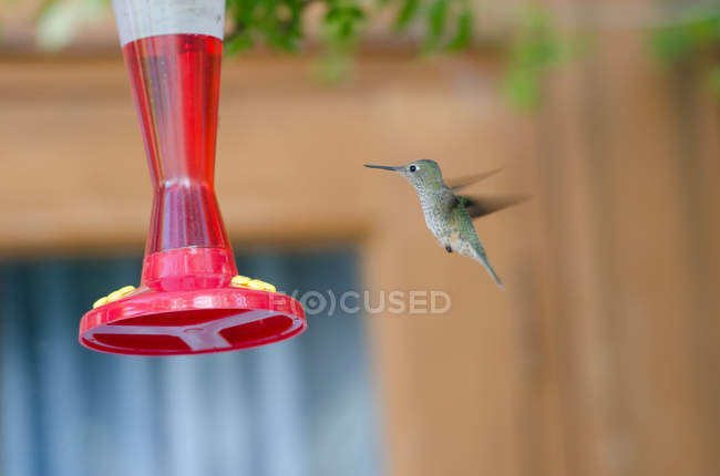 Close-up of Hummingbird flying next to bird feeder — Stock Photo