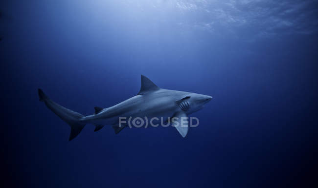 Vista lateral do tubarão touro nadando no mar azul — Fotografia de Stock