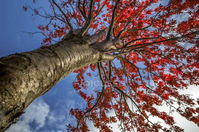 Niedrigwinkel-Ansicht des Baumes im Herbst — Stockfoto