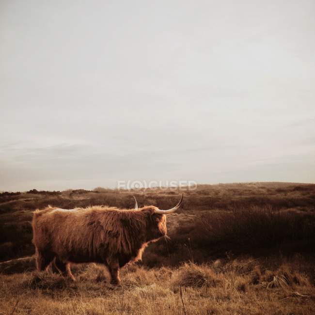 Vista lateral da vaca highlander doméstica nos Países Baixos, Scheveningen — Fotografia de Stock