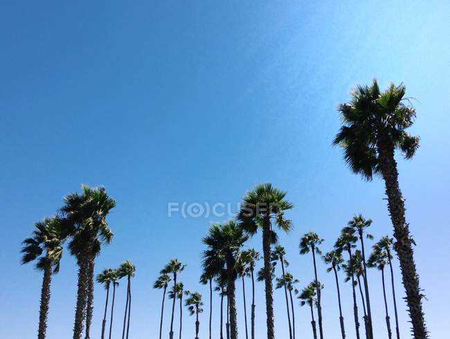 Низкий угол обзора пальм под голубым небом — стоковое фото