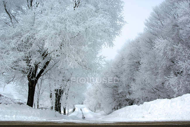 Scenic view of empty tree lined road in snow, Minnesota, America, USA — Stock Photo