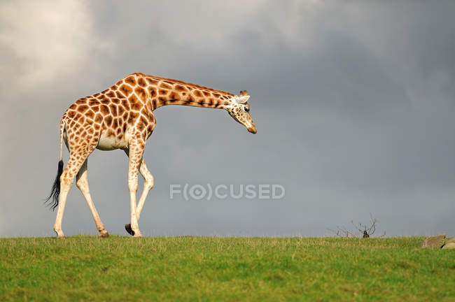 Jirafa caminando contra el cielo oscuro, vista lateral - foto de stock