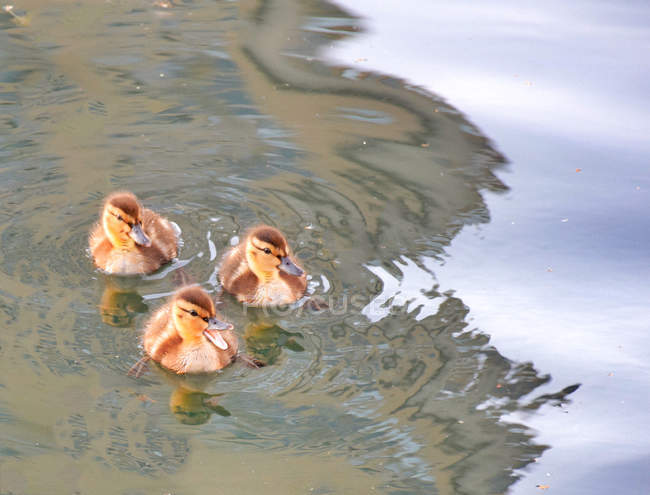 Крупним планом Три каченята плавають в озері — стокове фото