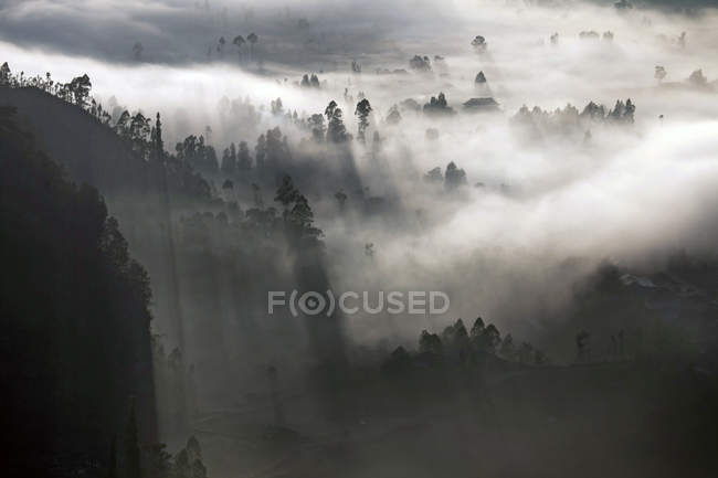 Indonésie, Bali, Kintamani, Brouillard matinal sur la forêt — Photo de stock