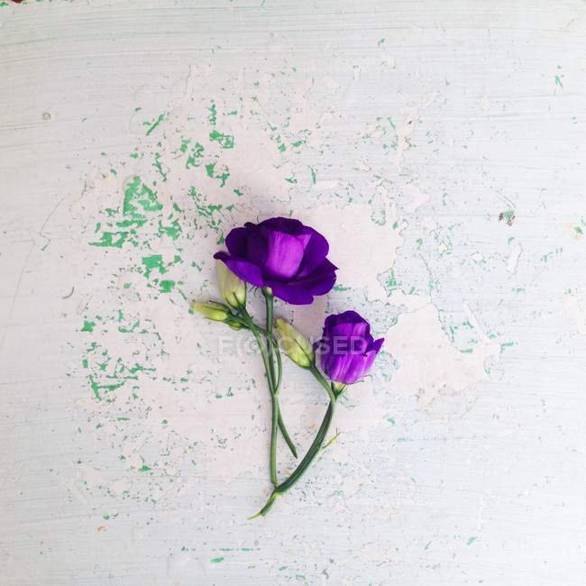 Flores de eustoma púrpura en la superficie blanca y verde malhumorado - foto de stock