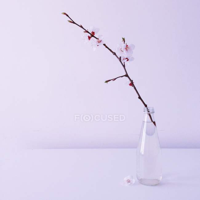 Blooming branch of apricot in bottle — Stock Photo