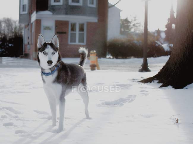 Собака хаски на страже, стоящая на снегу, США, Delaware, округ Нью-Касл, Уилмингтон — стоковое фото