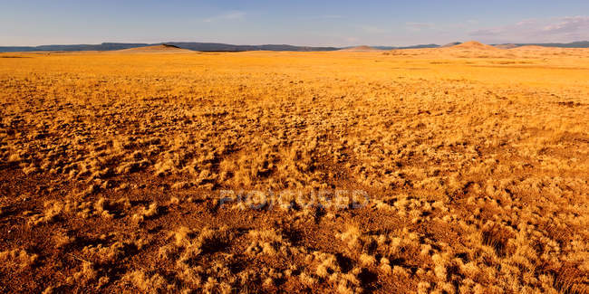 Vista panorámica de la inmensidad dorada en Springerville, Arizona, EE.UU. - foto de stock