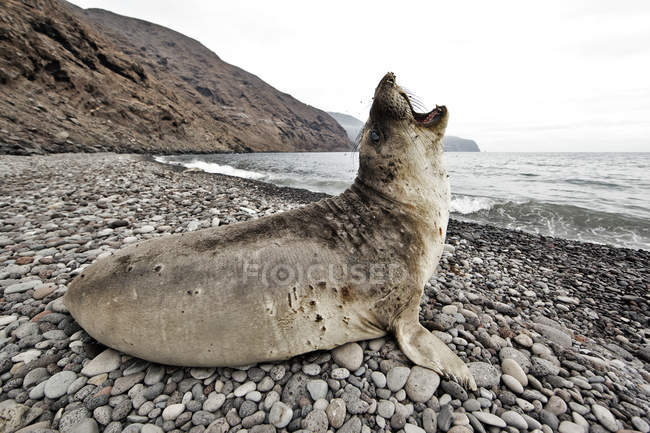 Vista panorámica de la hermosa foca elefante, Isla de Guadalupe - foto de stock