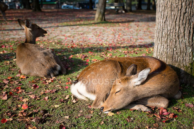 Бембі лежить на траві під деревом — стокове фото