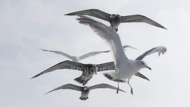 Rebanho de gaivotas voando no céu nublado — Fotografia de Stock
