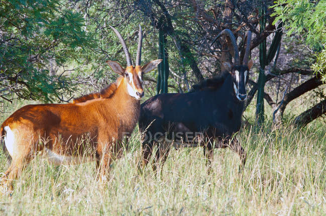 Антилопы Соболя стоят в траве и смотрят в камеру — стоковое фото