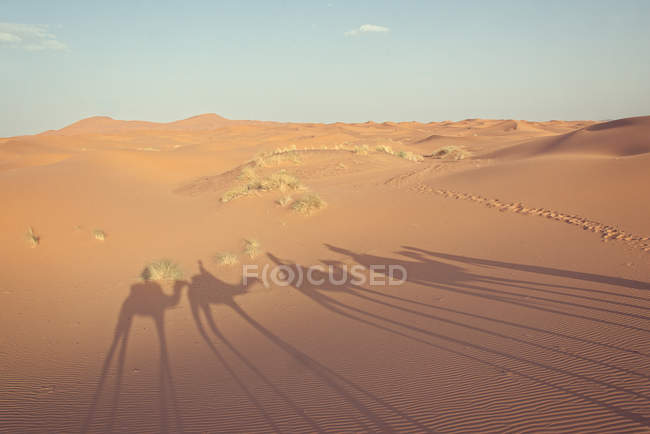 Vista panorámica de camello tren sombra en el desierto, Marrakech, Marruecos - foto de stock