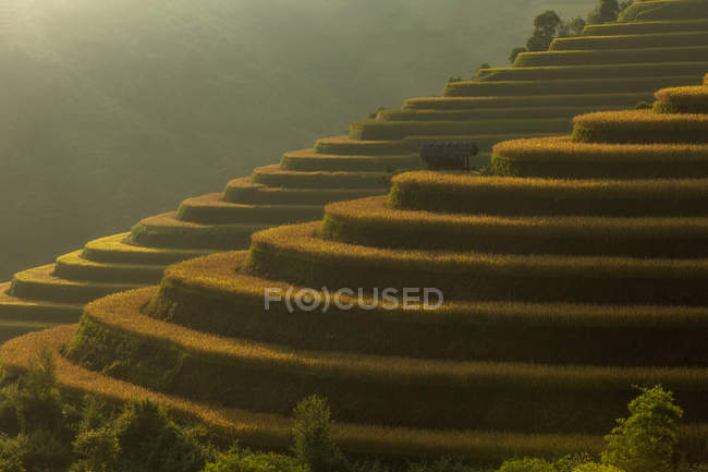 Vista panorámica de terrazas de arroz, Vietnam - foto de stock