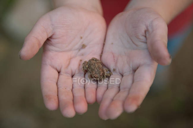 Cropped image of Boy holding a small toad against blurred background — Stock Photo