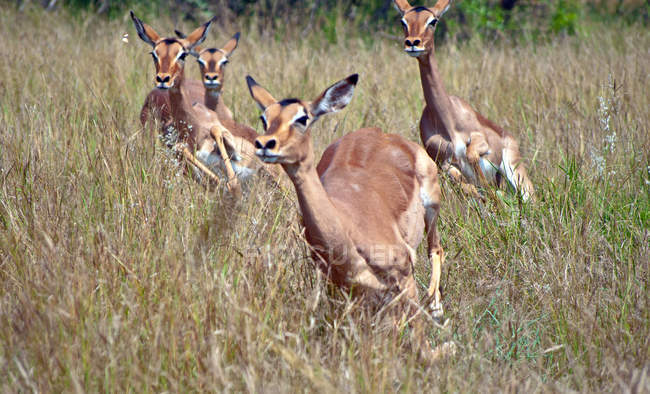 Impalas vermelho bonito correndo no prado gramado — Fotografia de Stock