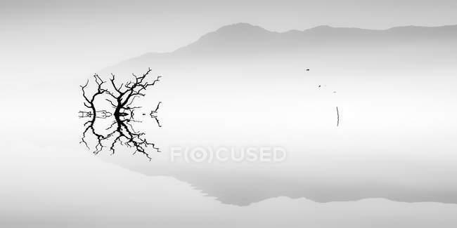 Vista panoramica di sagoma di albero su lago nebbioso — Foto stock