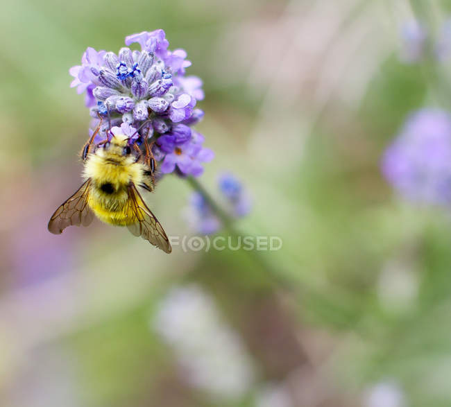 Primer plano de la abeja sentado en la flor de lavanda - foto de stock