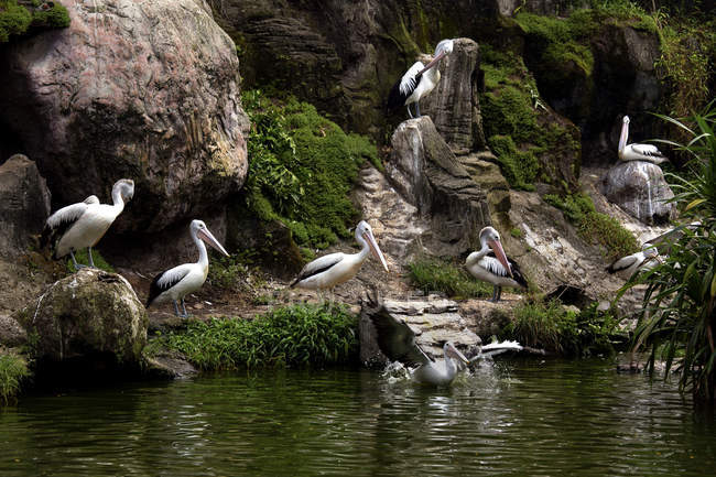 Rebanho de pelicanos sentados perto da água na natureza selvagem — Fotografia de Stock