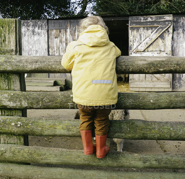 Visão traseira do menino jovem inclinado sobre cerca de fazenda — Fotografia de Stock