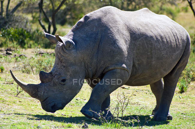 Vista panorámica de rinoceronte africano en la naturaleza salvaje - foto de stock