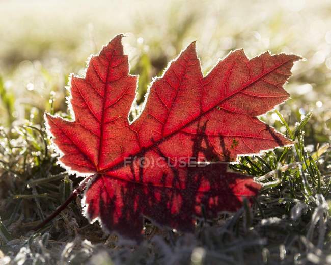 Крупным планом изображение Ледяного кленового листа на траве — стоковое фото