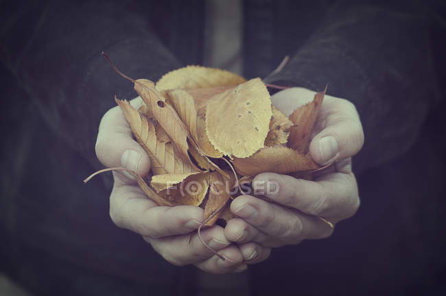Close-up de mãos masculinas segurando um punhado de folhas — Fotografia de Stock
