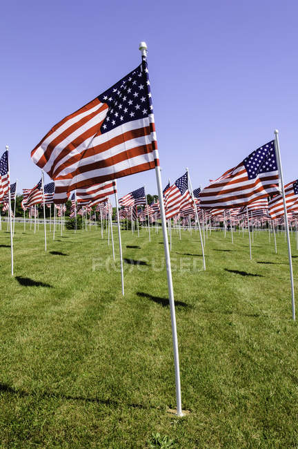Bandiere alzate americane sull'erba verde nella giornata di sole, Stati Uniti — Foto stock