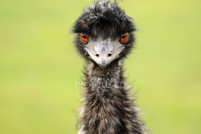 Emu guardando la fotocamera su sfondo giallo — Foto stock