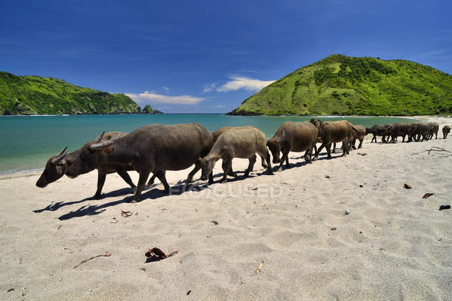 Buffalos à la plage de Mawun, Lombok, Indonésie — Photo de stock