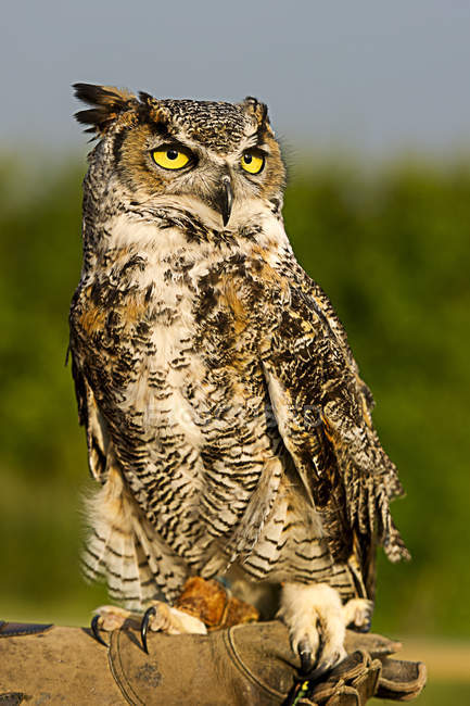 Close-up of Handler holding Great Horned Owl — Stock Photo