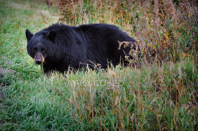 Retrato de Urso Negro no Wyoming, Parque Nacional de Yellowstone, EUA — Fotografia de Stock