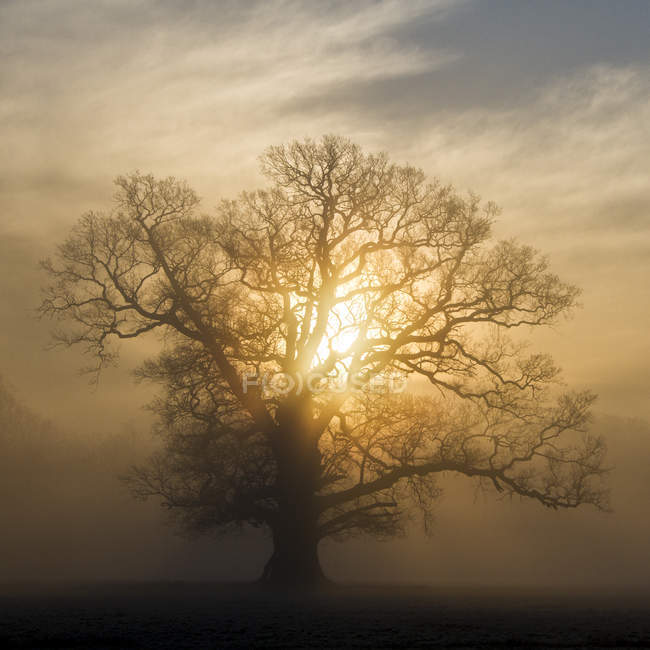 Vista panorámica de la luz del sol a través de ramas de árboles - foto de stock