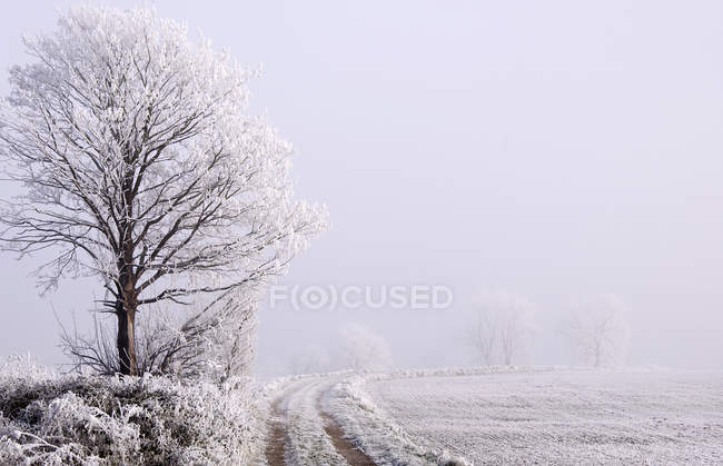 Vista panorámica del paisaje cubierto de nieve con árboles - foto de stock