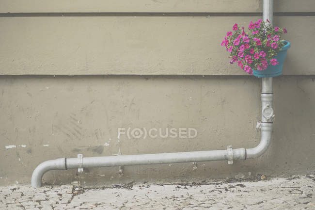 Pot de fleurs suspendu à un tuyau à l'extérieur — Photo de stock