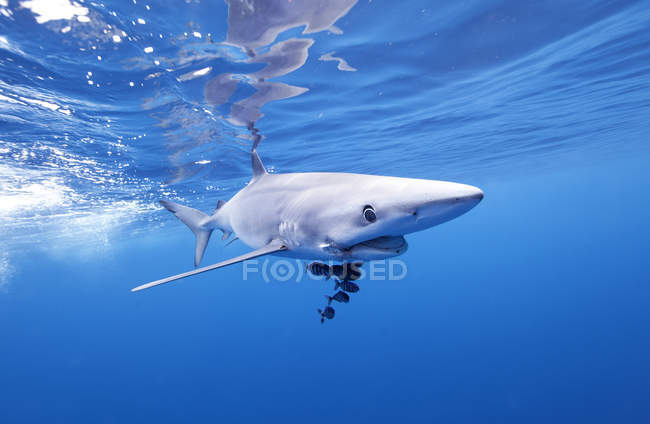 Tiburón azul nadando en agua azul - foto de stock