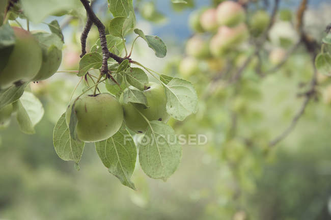 Primo piano di un melo in un frutteto — Foto stock
