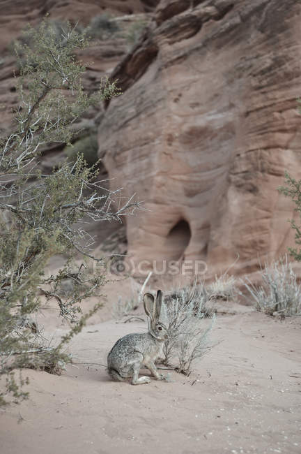 Сірий кролик сидить на піску в пустелі — стокове фото