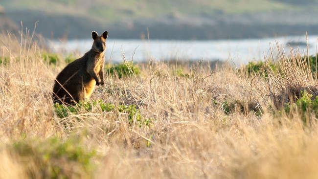 Wallaby em pé na grama ao pôr do sol, Summerlands, Victoria, Austrália — Fotografia de Stock