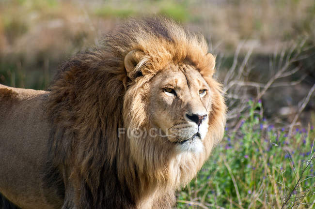 Vista de cerca del hermoso león salvaje africano, Limpopo, Cabo Oriental, Sudáfrica - foto de stock